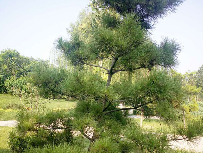油松树