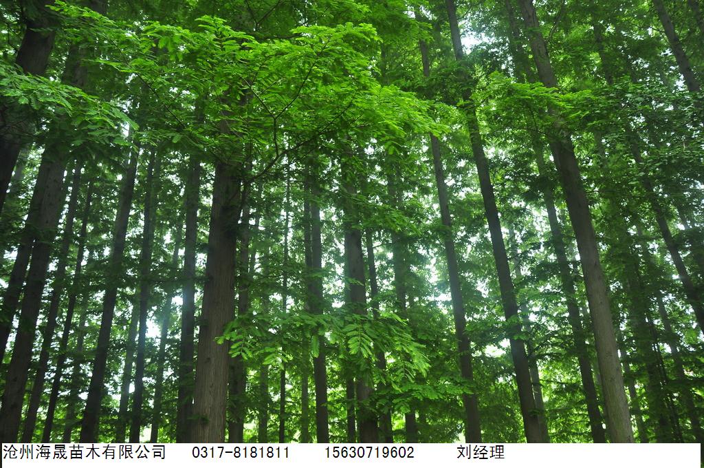 公园绿化树木